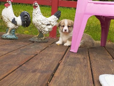 Les chiots de Welsh Corgi Pembroke