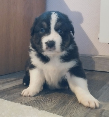 Les chiots de Berger Australien