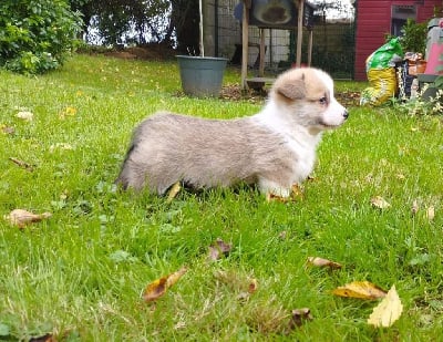 Les chiots de Welsh Corgi Pembroke