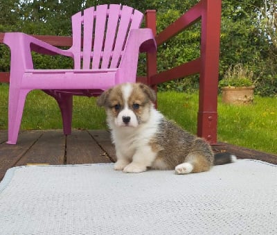 Les chiots de Welsh Corgi Pembroke