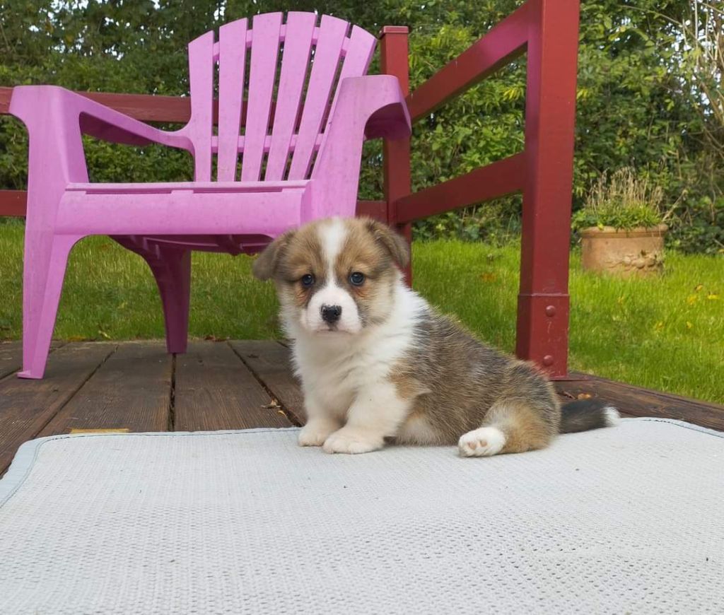 VIKINGS ROLLO - Welsh Corgi Pembroke