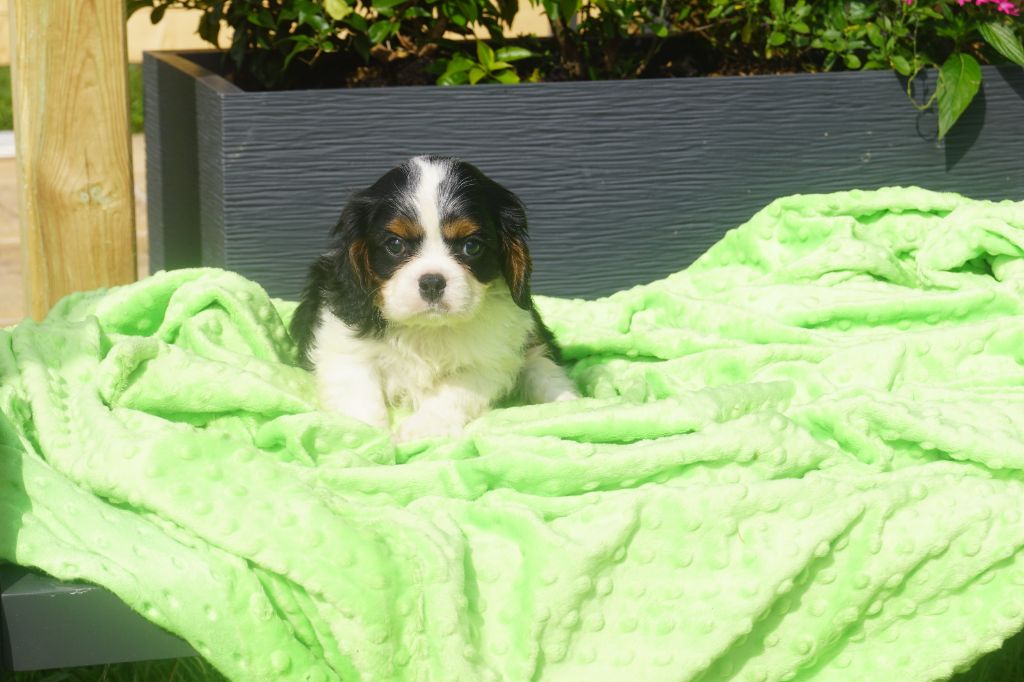 CHIOT 2 - Cavalier King Charles Spaniel