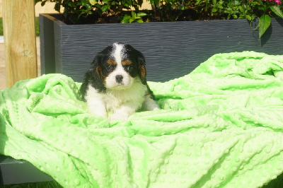 Les chiots de Cavalier King Charles Spaniel