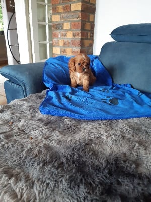 Les chiots de Cavalier King Charles Spaniel