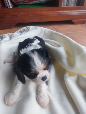 Les chiots de Cavalier King Charles Spaniel