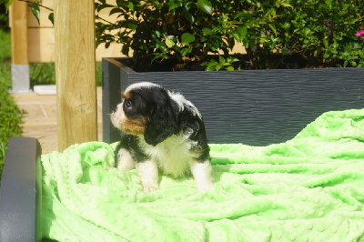 Les chiots de Cavalier King Charles Spaniel