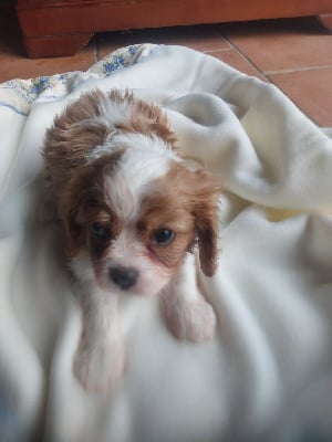 Les chiots de Cavalier King Charles Spaniel