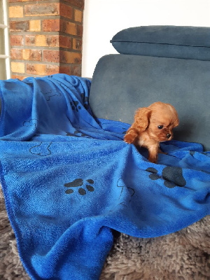 Les chiots de Cavalier King Charles Spaniel