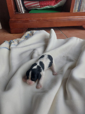 Les chiots de Cavalier King Charles Spaniel