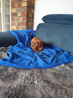 Les chiots de Cavalier King Charles Spaniel