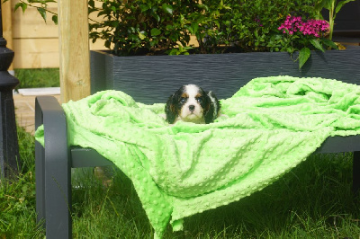 Les chiots de Cavalier King Charles Spaniel