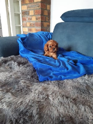 Les chiots de Cavalier King Charles Spaniel