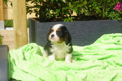 Les chiots de Cavalier King Charles Spaniel