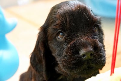 Les chiots de Cocker Spaniel Anglais