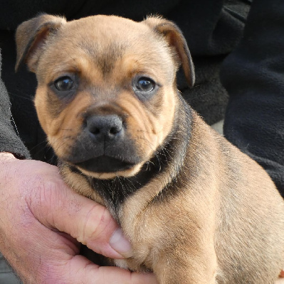 Les chiots de Staffordshire Bull Terrier