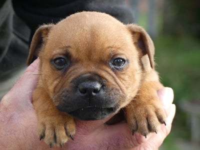 Les chiots de Staffordshire Bull Terrier