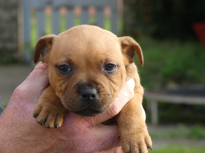 Les chiots de Staffordshire Bull Terrier