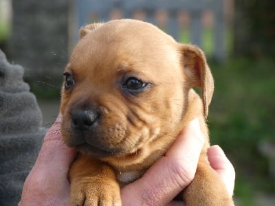 Virgul - Staffordshire Bull Terrier