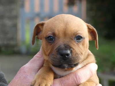 Les chiots de Staffordshire Bull Terrier