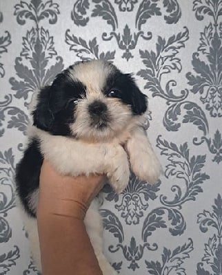 Les chiots de Shih Tzu