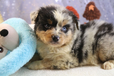 Les chiots de Berger Australien