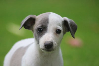 Les chiots de Whippet