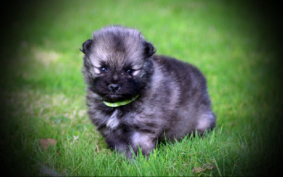 Les chiots de Spitz allemand