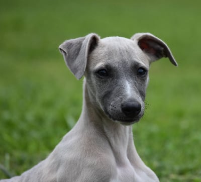 Les chiots de Whippet