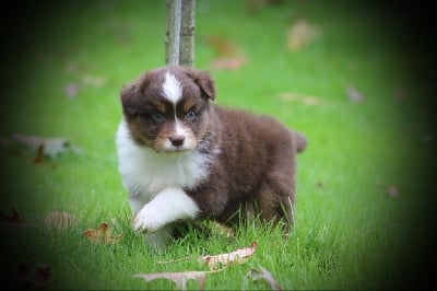 Les chiots de Berger Australien