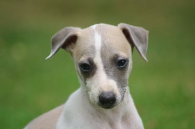 Les chiots de Whippet