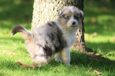 Les chiots de Berger Australien