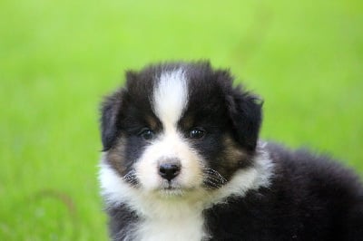 Les chiots de Berger Australien