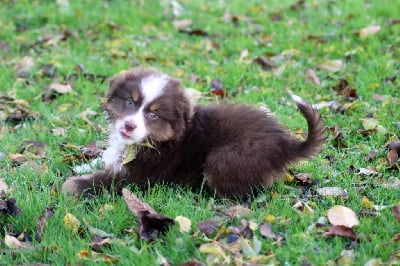 Les chiots de Berger Australien