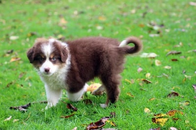 Les chiots de Berger Australien