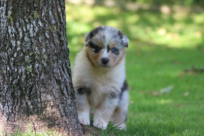 Les chiots de Berger Australien