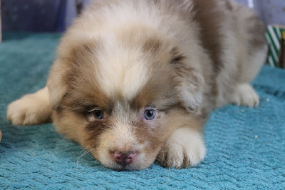 Les chiots de Berger Australien