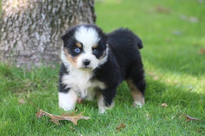 Les chiots de Berger Australien