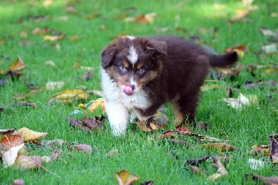 Les chiots de Berger Australien