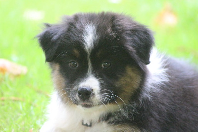 Les chiots de Berger Australien