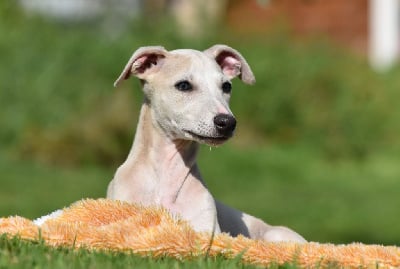 Les chiots de Whippet