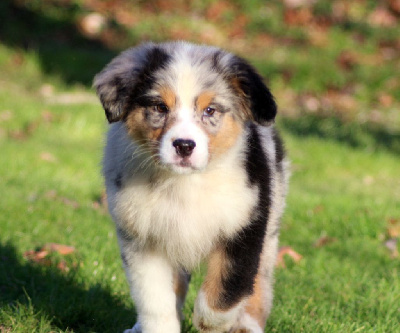 Les chiots de Berger Australien