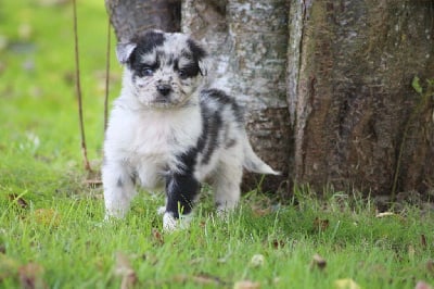 Les chiots de Berger Australien