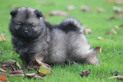 Les chiots de Spitz allemand