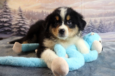 Les chiots de Berger Australien