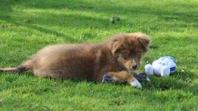 Les chiots de Berger Australien