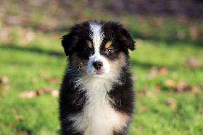 Les chiots de Berger Australien