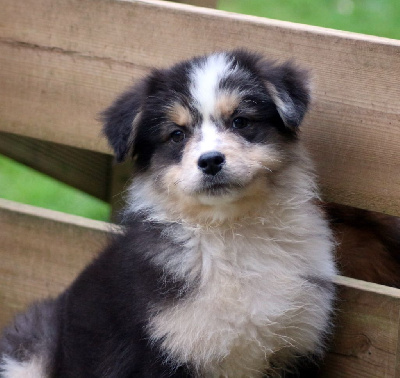 Les chiots de Berger Australien