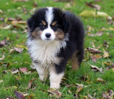 Les chiots de Berger Australien