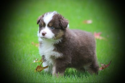 Les chiots de Berger Australien