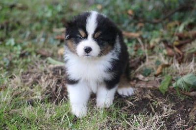 Les chiots de Berger Australien